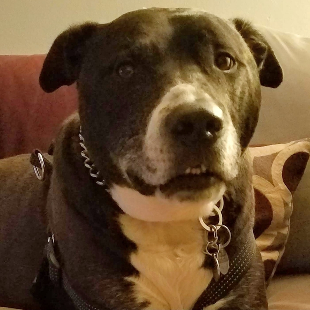 All my kids have paws